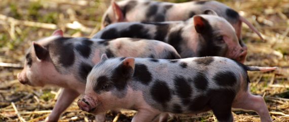 Munca in Danemarca, in ferma de porci