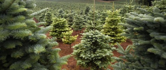 Work in Denmark for workers in forestry