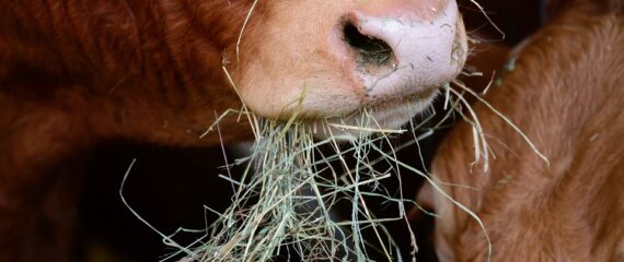 Munca la ferma de vaci in Danemarca