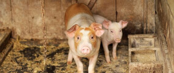 Munca in danemarca, la ferma de porci