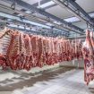 Darbas Danijoje - mėsos išpjaustymas fabrike
