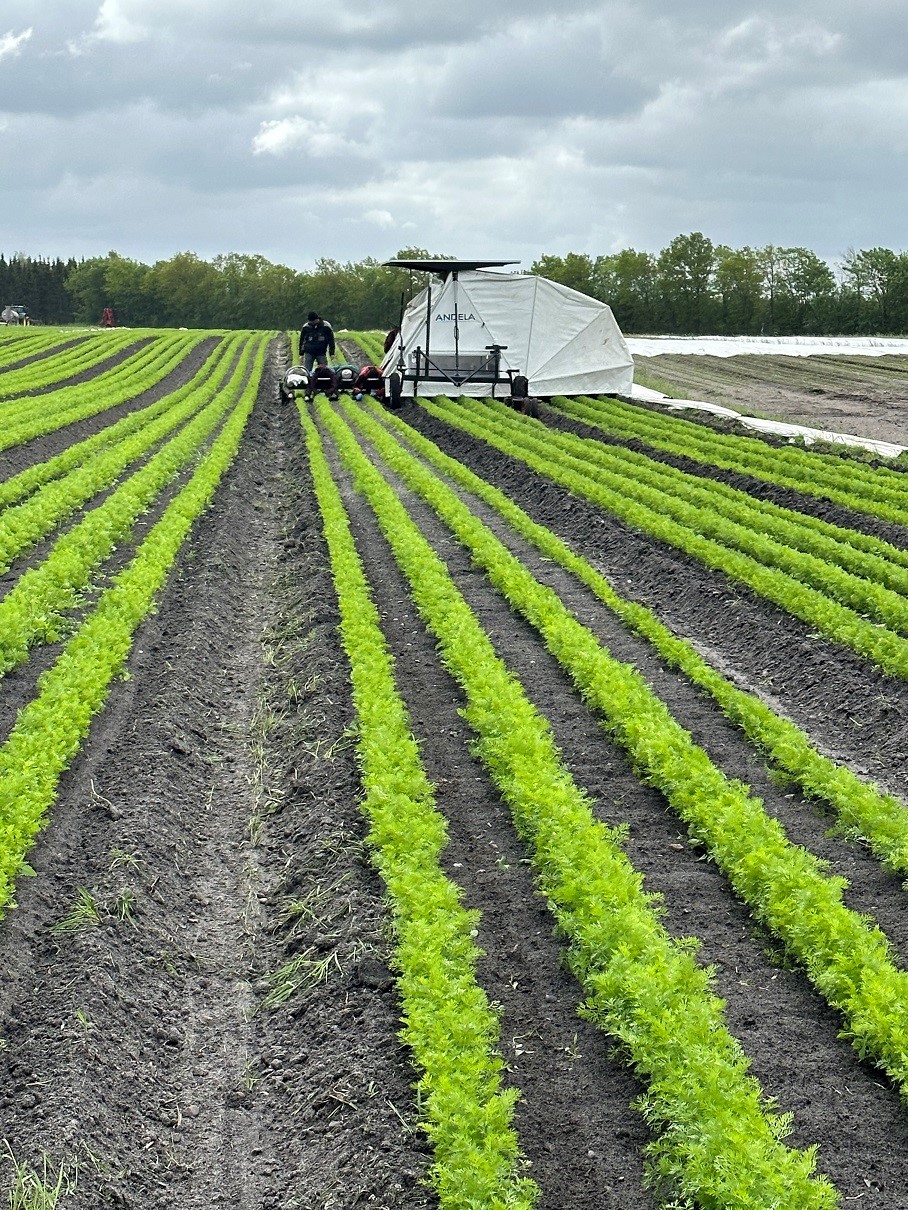 Munca in Danemarca in agricultura la plivit de morcovi