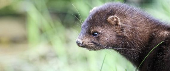 Munca in Danemarca la ferma de nurci