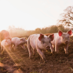 Munca in Danemarca la ferma de porci