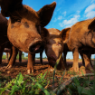 Munca in Danemarca la ferma de porci