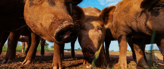 Munca in Danemarca la ferma de porci