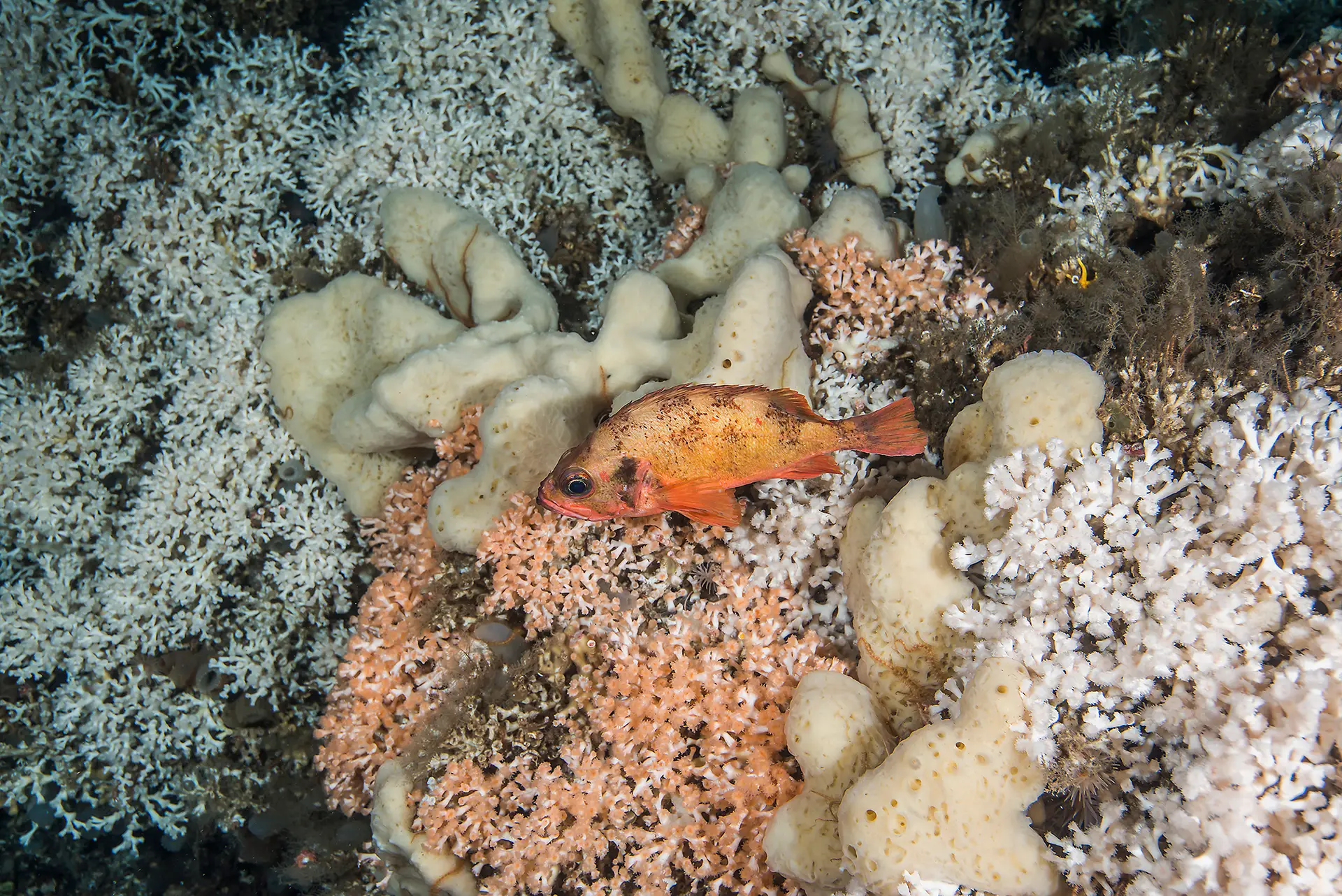 Øyekorall (Desmophyllum pertusum) - revbyggeren