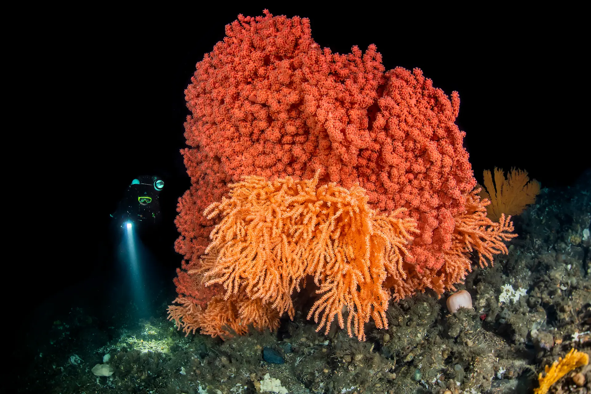 Sjøtre (Paragorgia arborea) på veggen i Skarnsundet