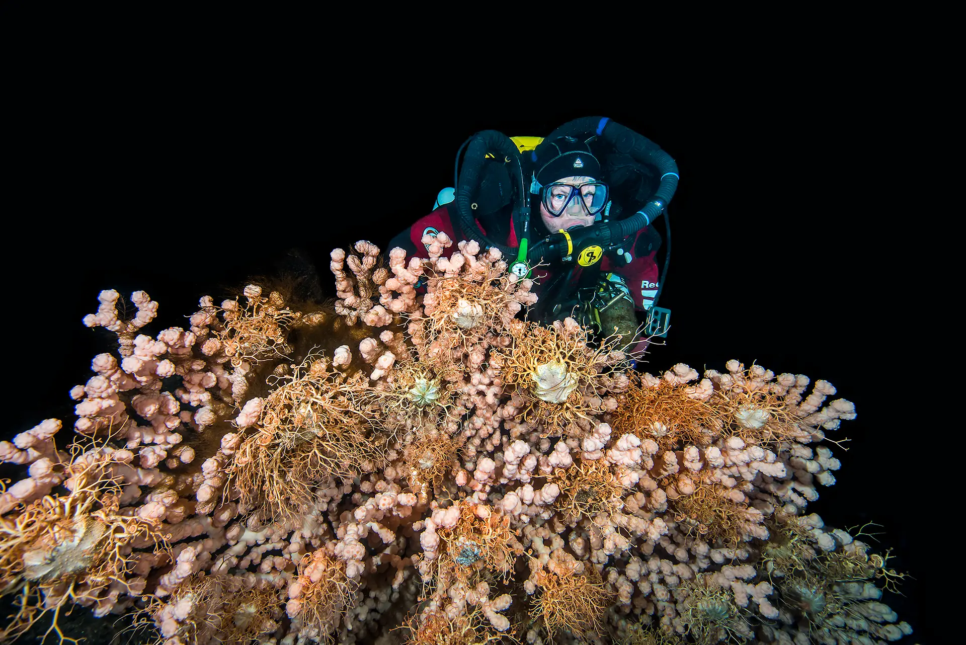 Diver behind a bubblegum coral covered in basket stars in Skarnsundet