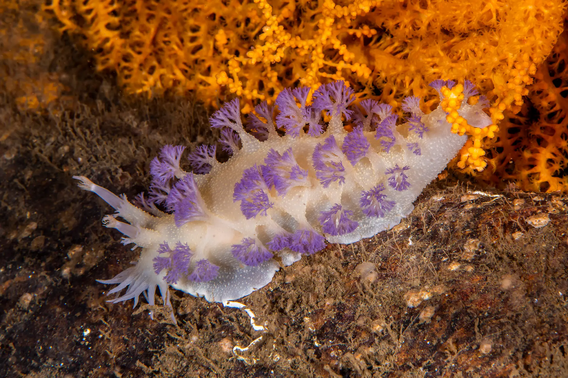 Nakensnegl (Tritonia griegi) på tarblad