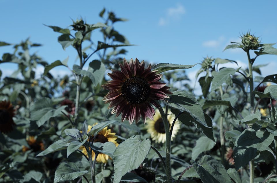 Standard Blog Post With Gallery