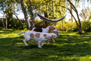 Beagles spelen in de tuin