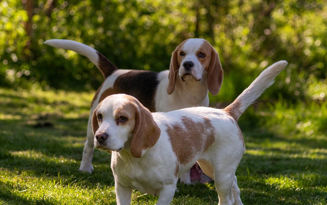 Ontmoet de schattige beagle