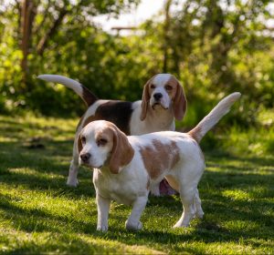 DogTalk beagles spelen in de boomgaard