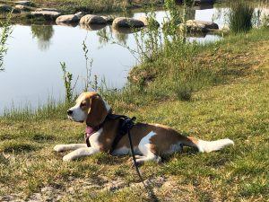 Lulu is een beagle teefje die gekocht is bij DogTalk Beagles