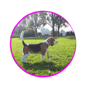 Puppy beagle staat in het gras