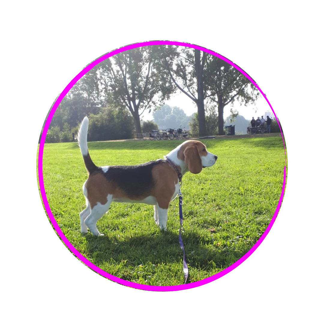 DogTalk beagles beagle puppy