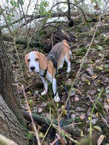 Beagle puppy staat in het bos en is ondeugend