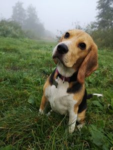 Beagle puppy zit in het gras en is erg braaf