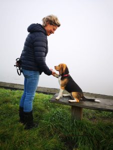 Beagle puppy geeft een pootje