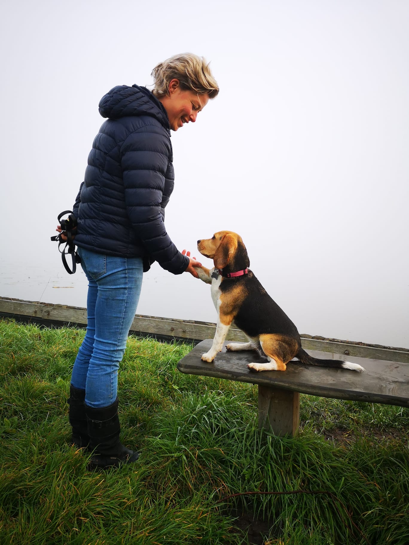 Dogtalk hondenschool hondentraining hond puppy puppycursus puppytraining