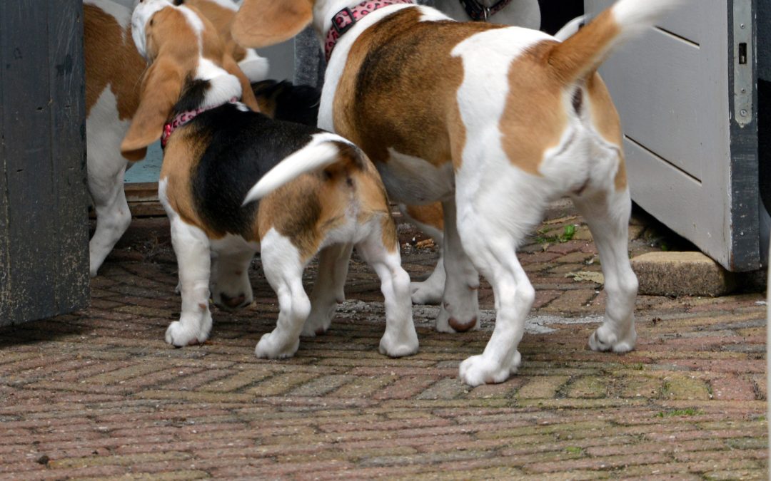 Beagle puppy staat voor de deur