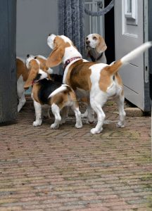 Beagle puppy staat voor de deur