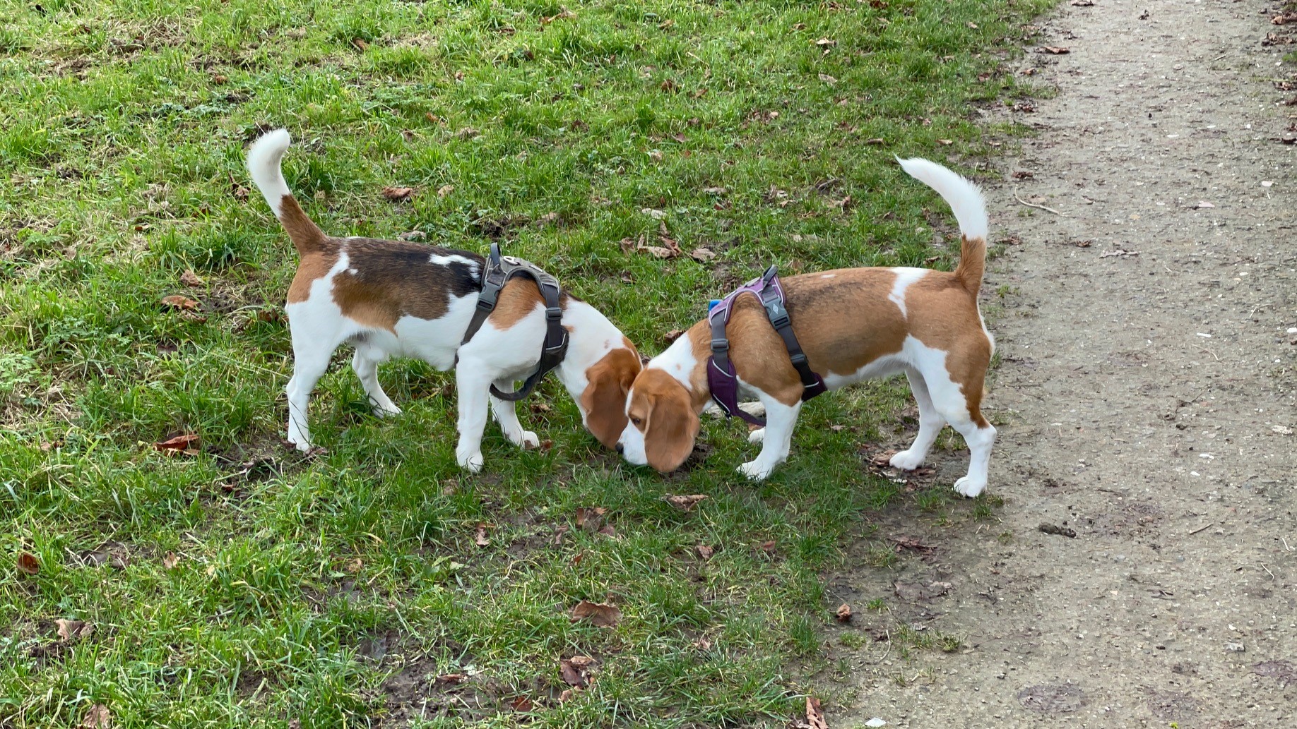 Beagle puppy's