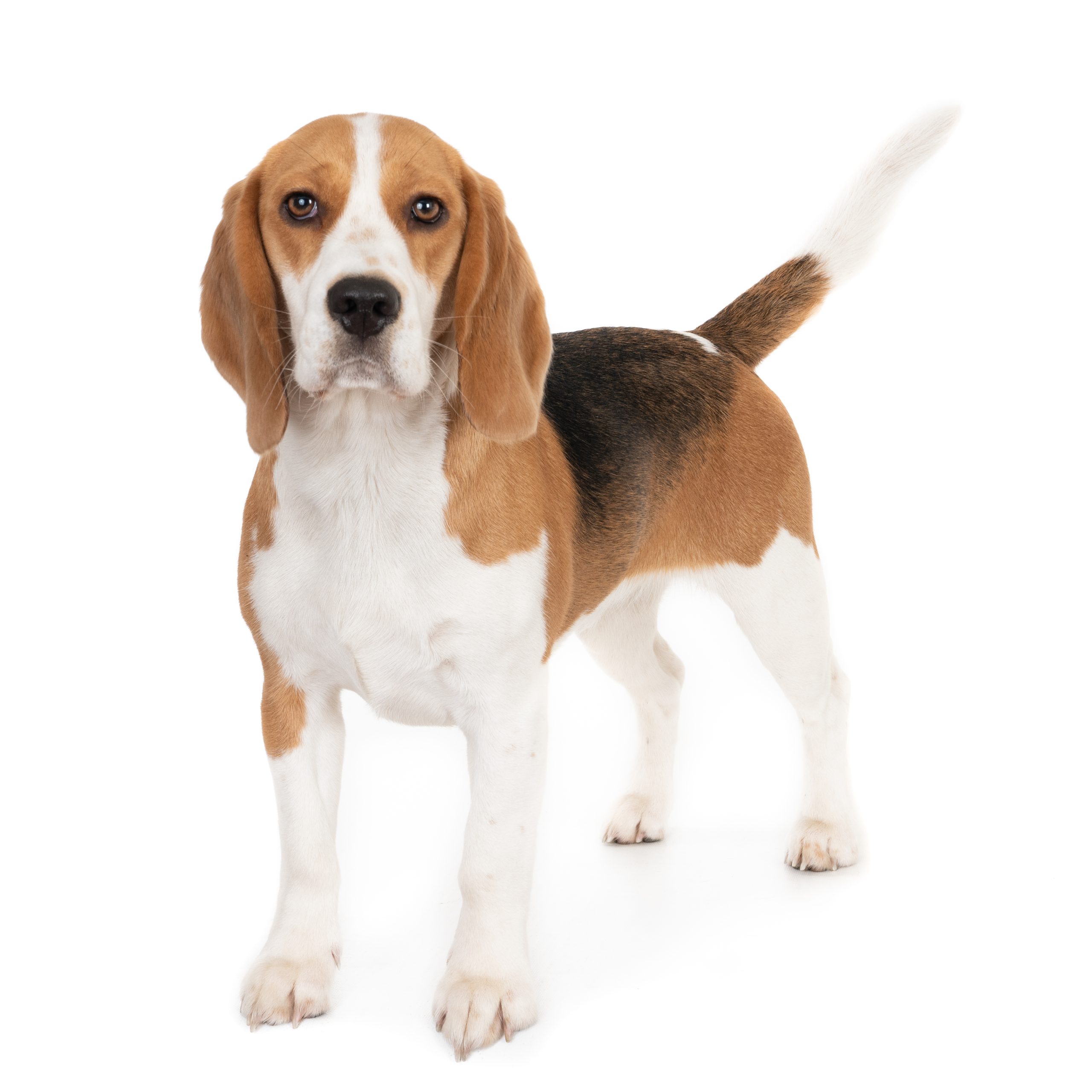 Beagle puppy staat