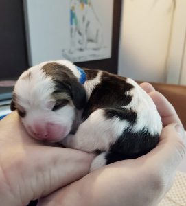 Beagle puppy slaapt in hond fokker