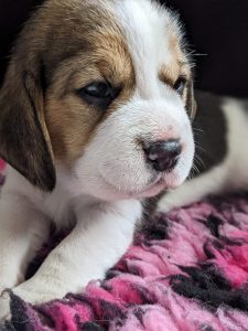 wat kost een beagle puppy