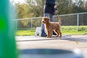 trainen met je hond op een hondenschool
