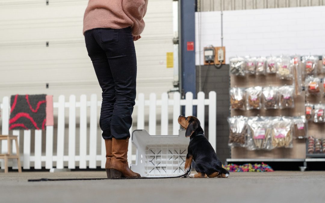 Tips om je hond te trainen