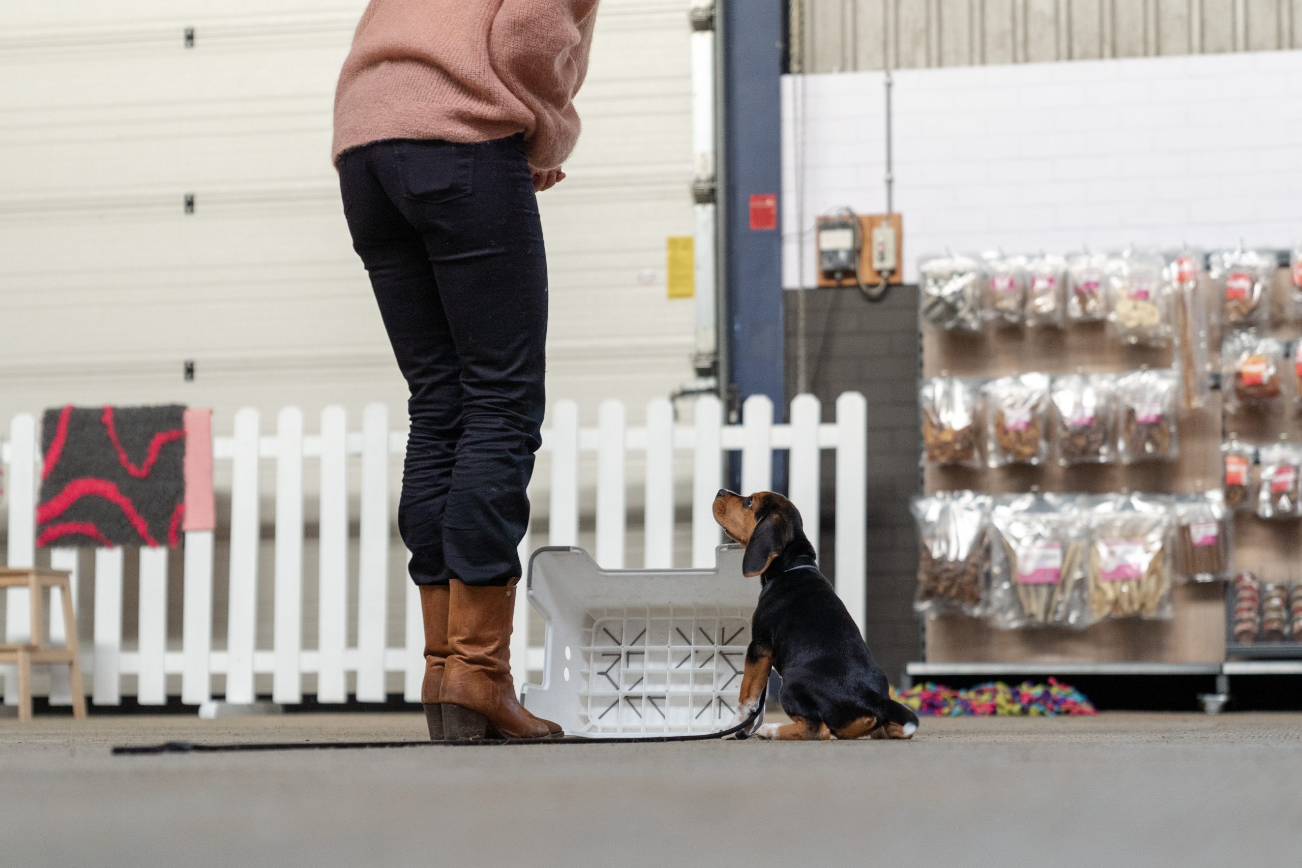 Beagle puppy tijdens puppycursus