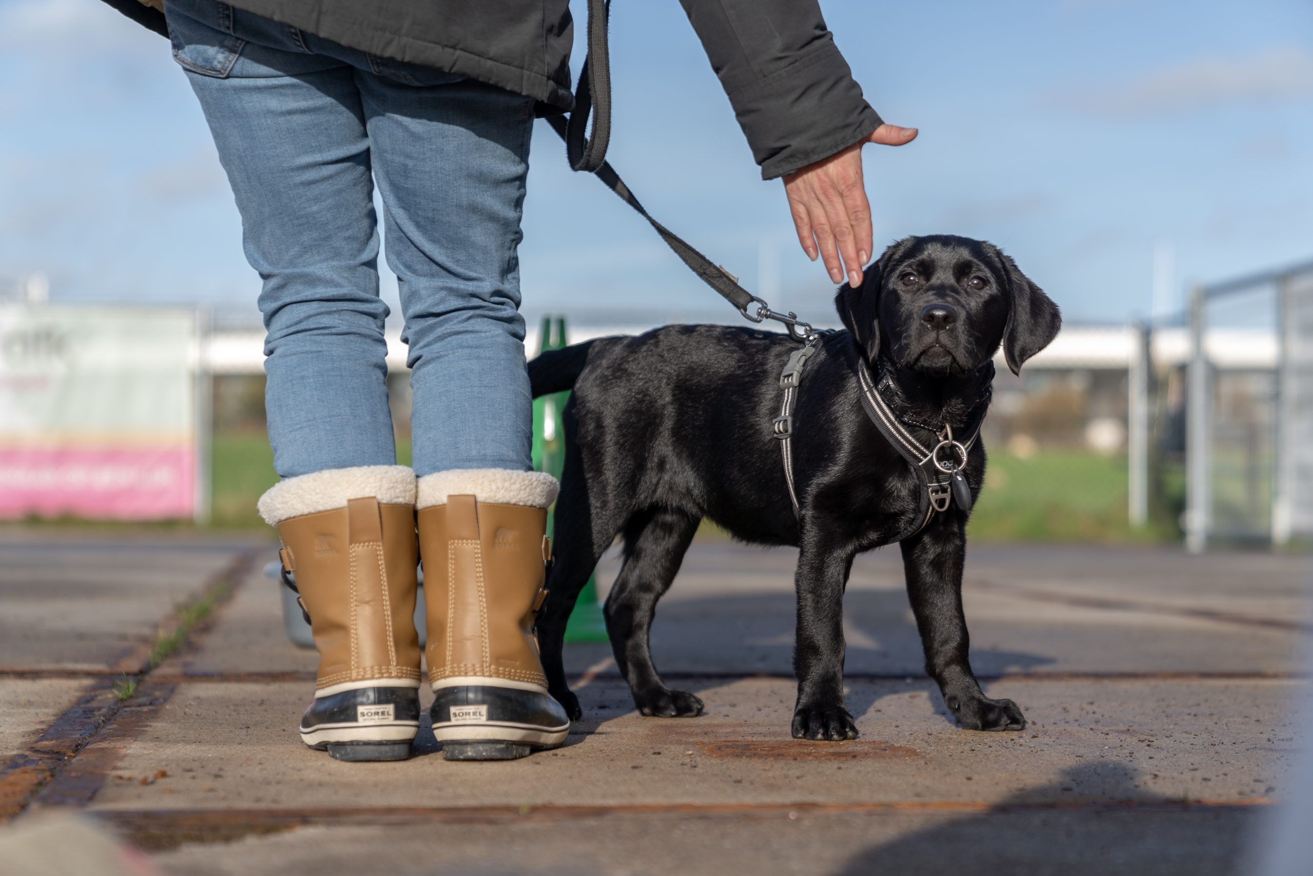 Puppy op hondenschool