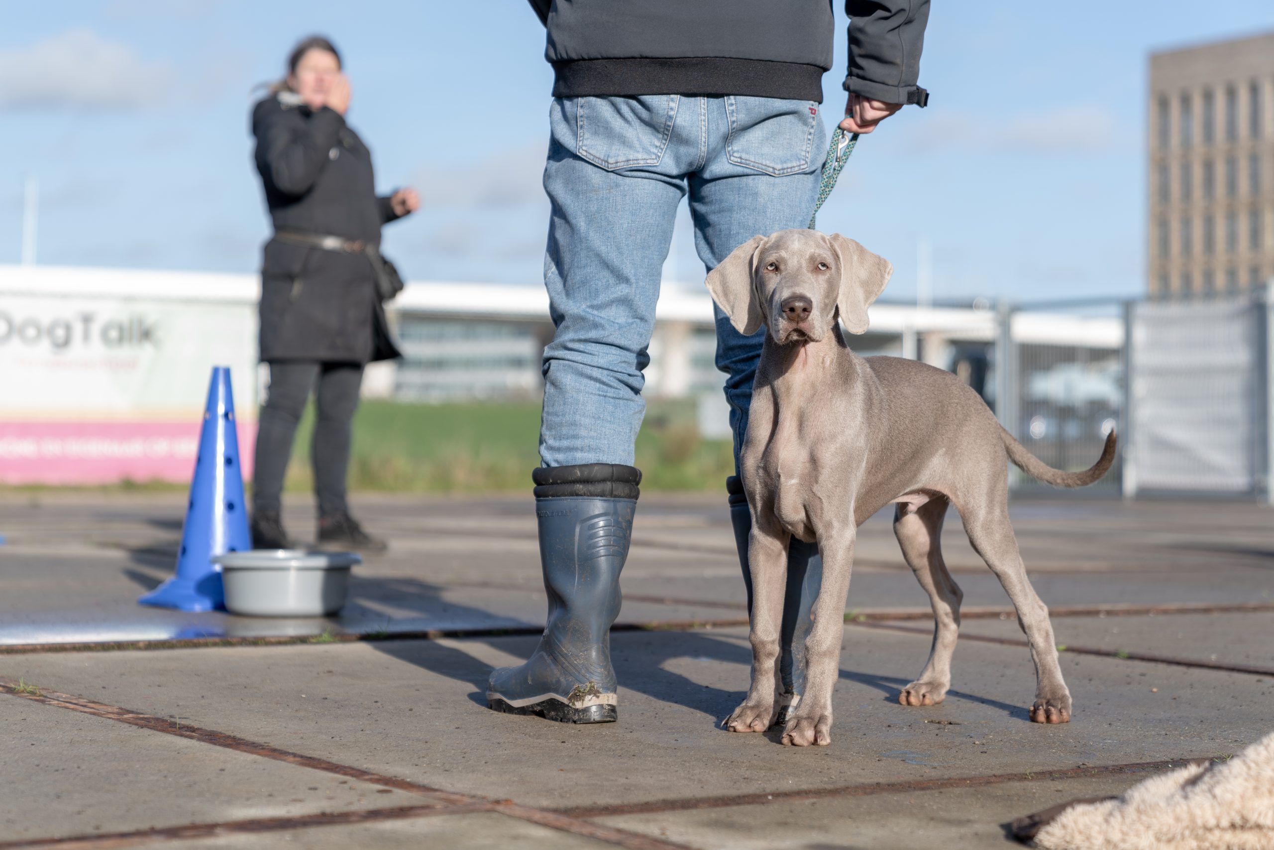 Puppy op hondenschool