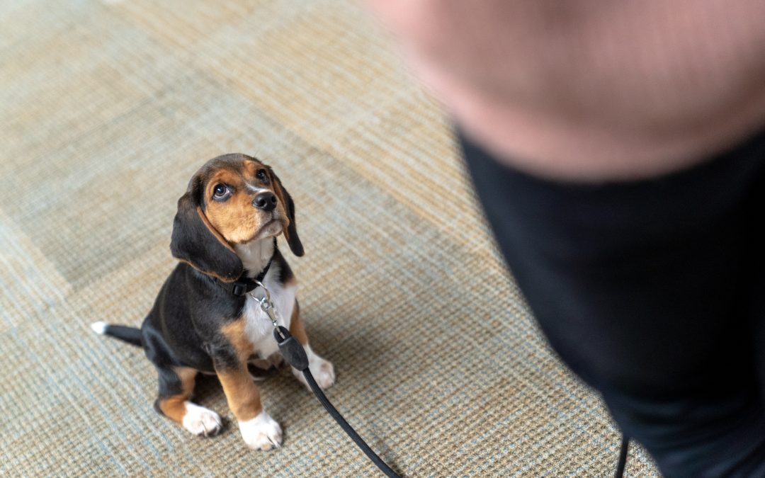 De eerste dagen met je beagle puppy.