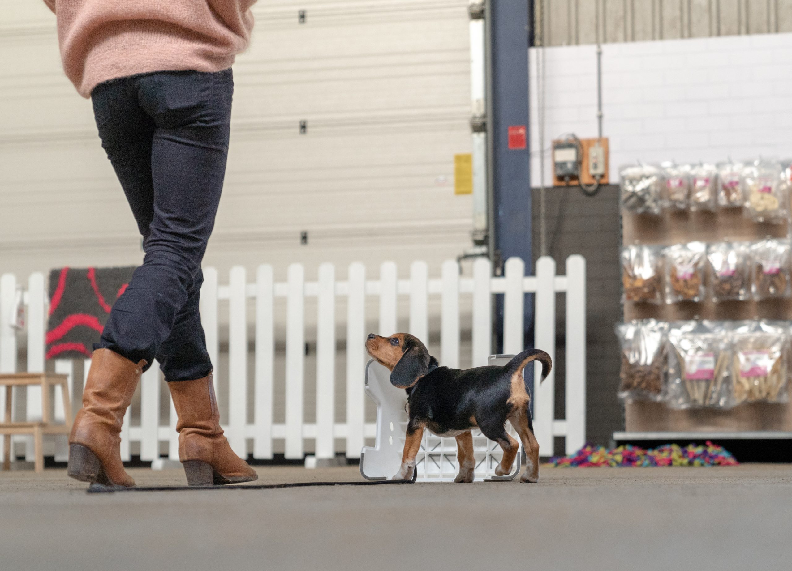 Beagle puppy op hondenschool