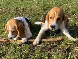Beagle puppys in het gras