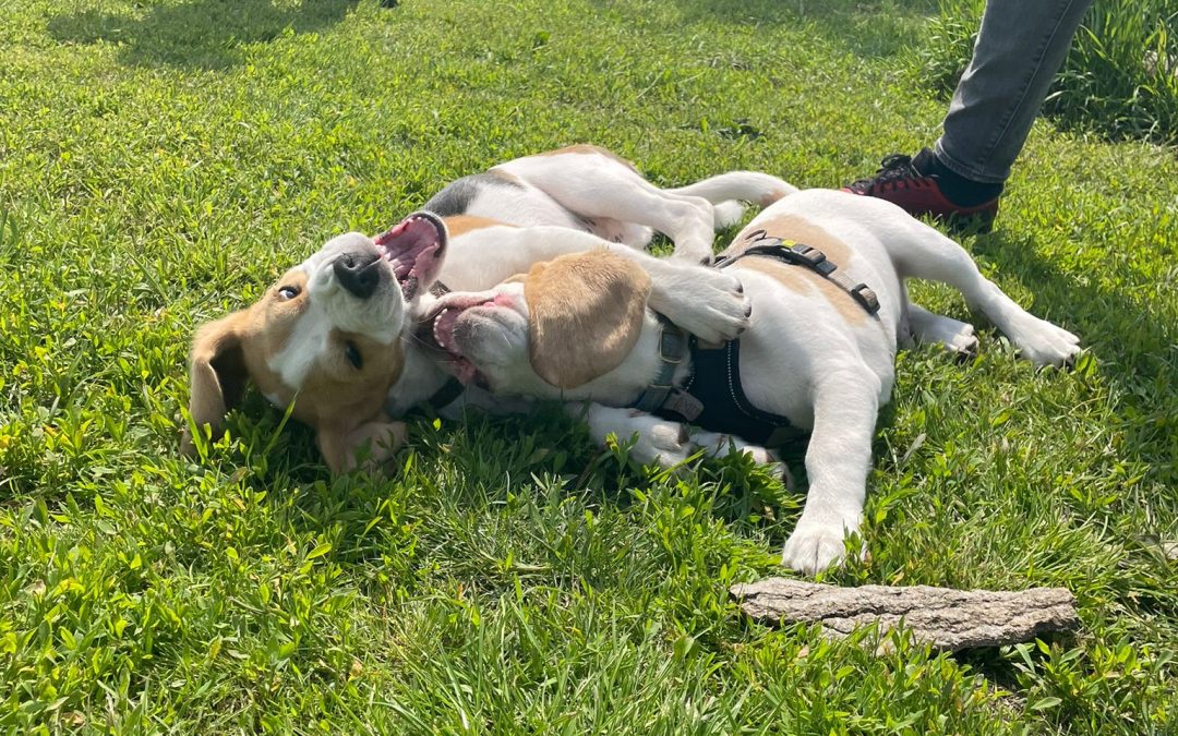 Beagle Pups te Koop: Een Kijkje in de Wereld van Beagle Clubs
