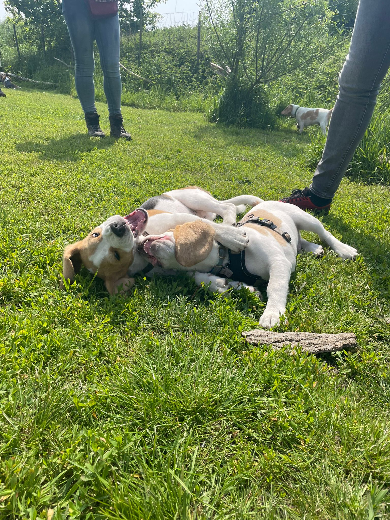 Spelende beagle puppies