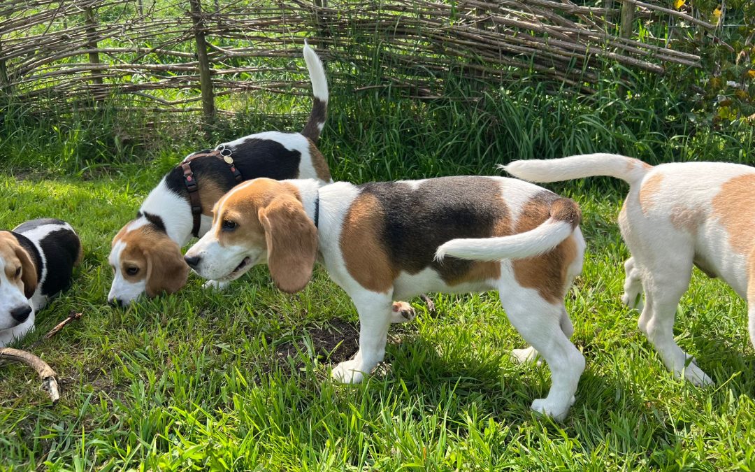 Het Vrolijke Avontuur van Beagle Kennel: Jouw Perfecte Beagle Vriendje Wacht Op Jou!”
