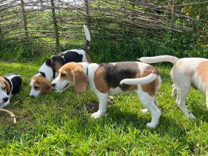Spelende beagles bij beagle fokker