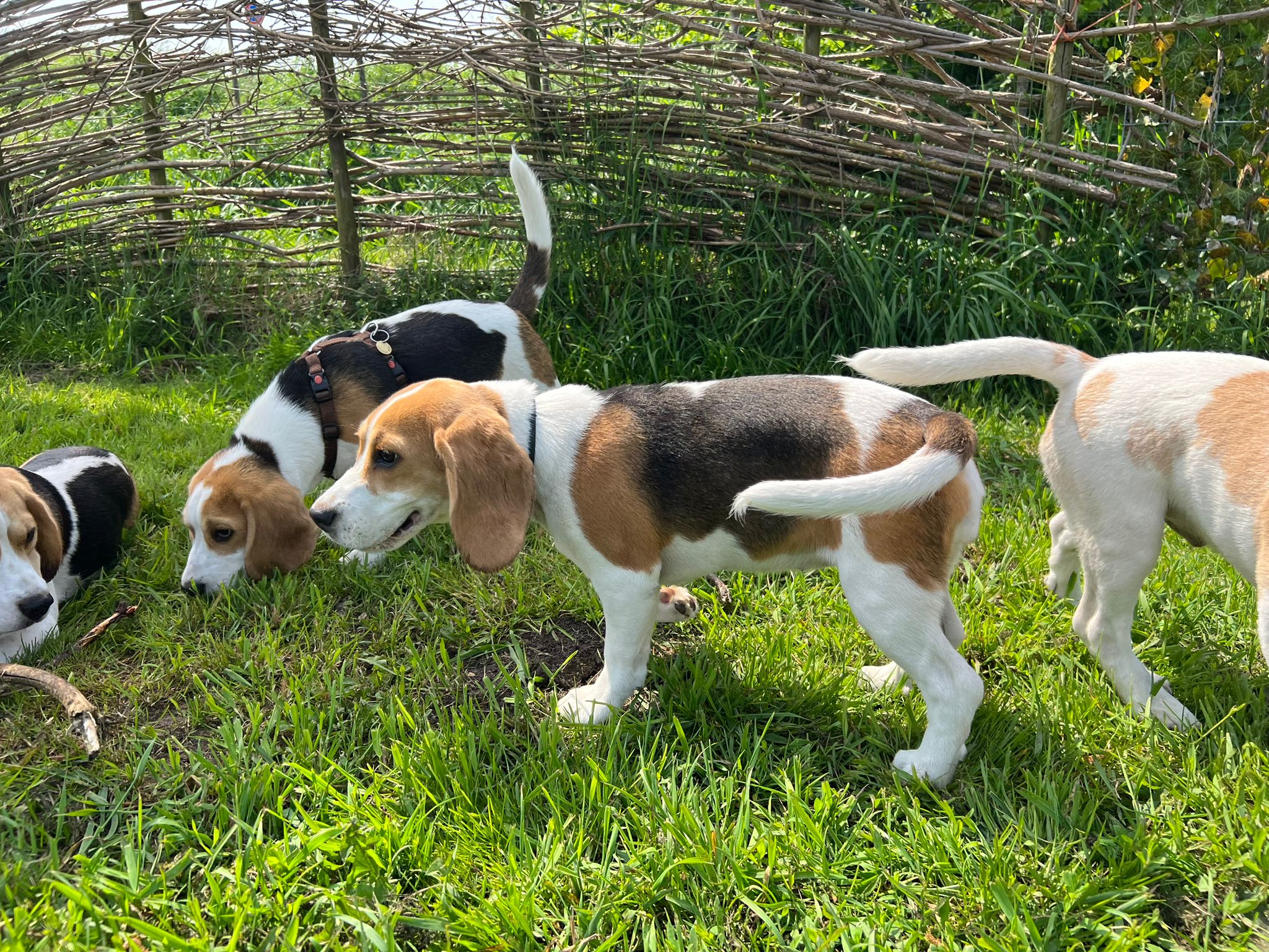 Spelende beagles bij beagle fokker