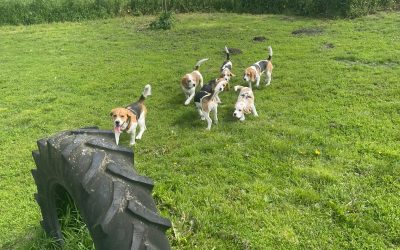 Beagle Vereniging: Een Betrouwbare Bron voor Beagle Pups te Koop Beagle Vereniging