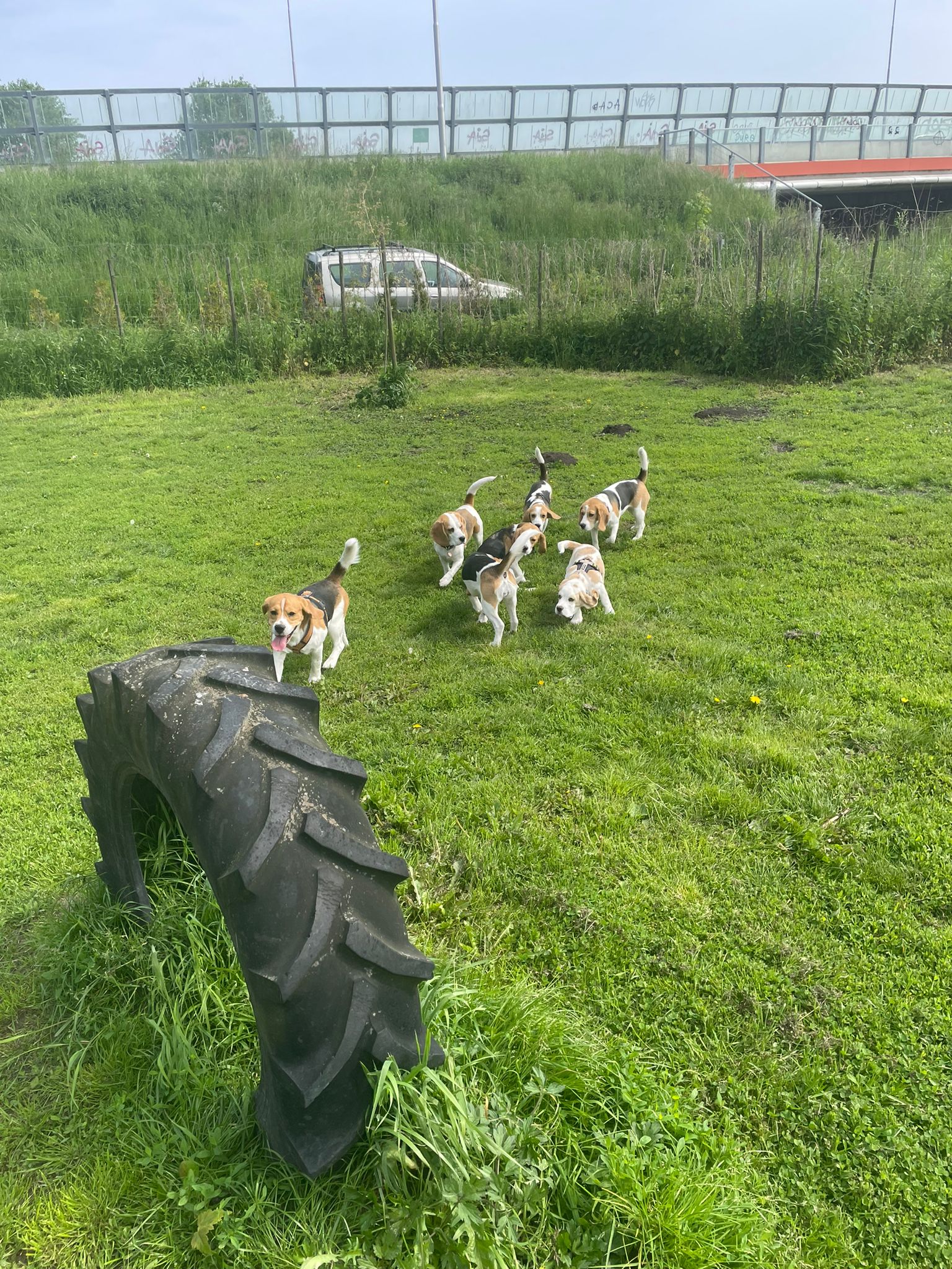Spelden beagles in het gras