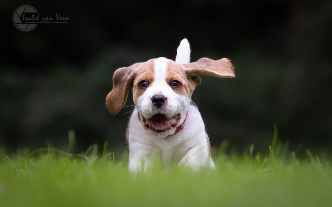 Speeltjes voor mentale stimulatie van je hond