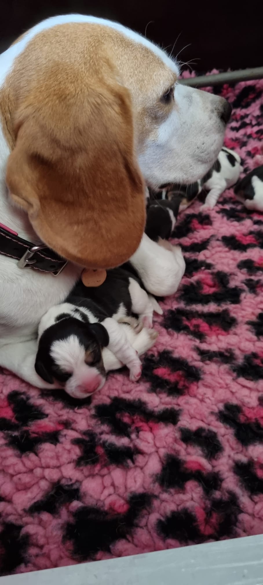 Beagle teef met puppys