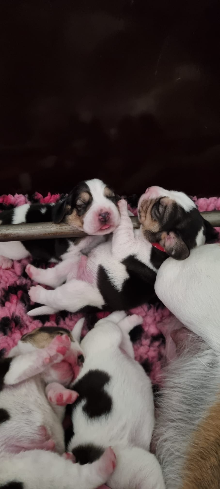 Beschikbare beagle puppy's bij beagle fokker