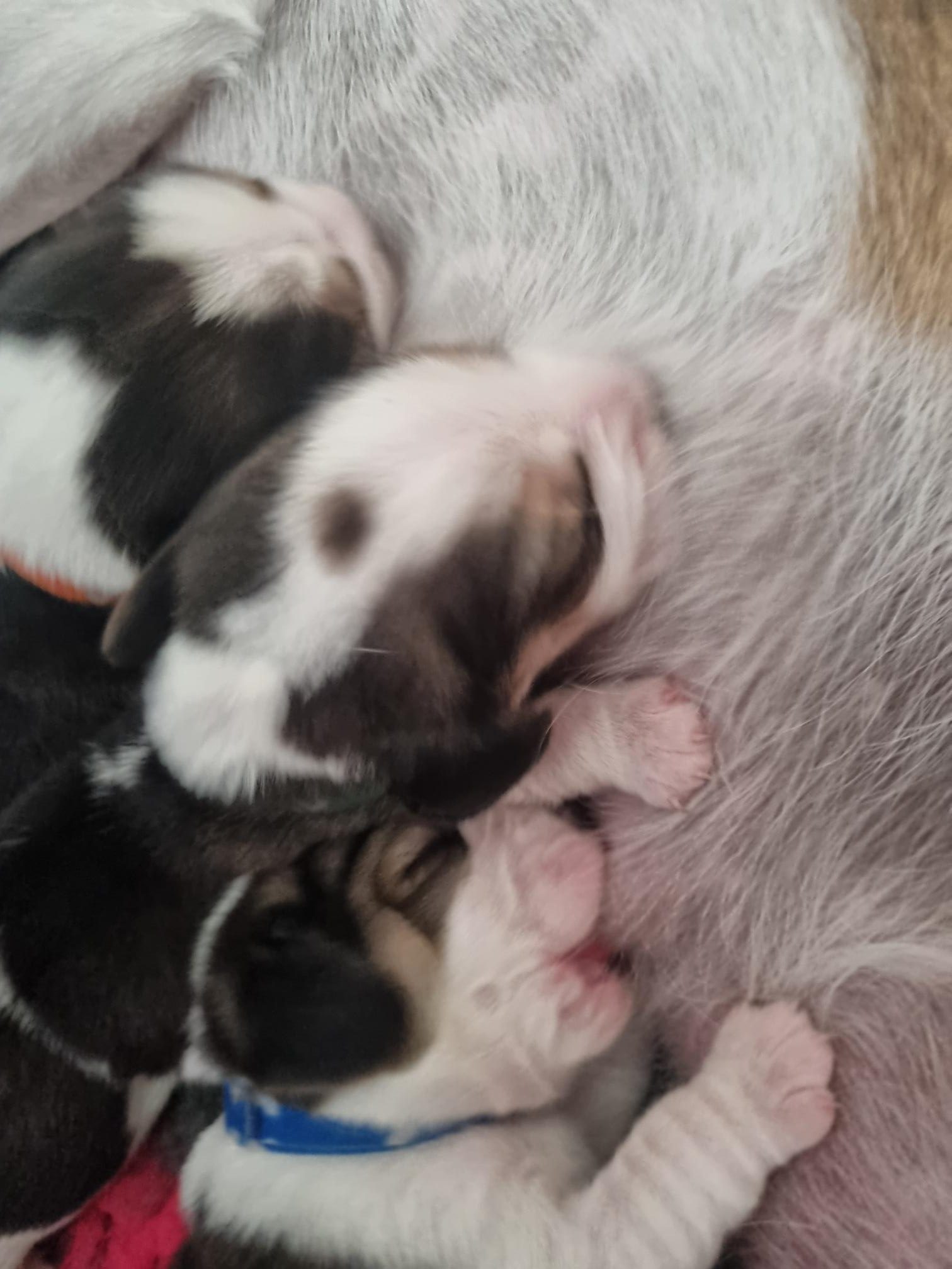 Beagle puppy geboren